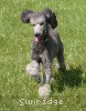 A photo of Sunridge Untouchable Twilight Princess, a silver standard poodle