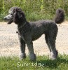 A photo of Sunridge Untouchable Twilight Princess, a silver standard poodle