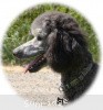 A photo of Sunridge Untouchable Twilight Princess, a silver standard poodle