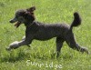 A photo of Sunridge Untouchable Twilight Princess, a silver standard poodle