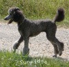 A photo of Sunridge Untouchable Twilight Princess, a silver standard poodle