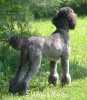 A photo of Sunridge Untouchable Twilight Princess, a silver standard poodle