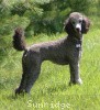 A photo of Sunridge Untouchable Twilight Princess, a silver standard poodle