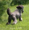 A photo of Sunridge Untouchable Twilight Princess, a silver standard poodle