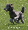 A photo of Sunridge Untouchable Twilight Princess, a silver standard poodle