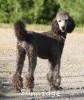 A photo of Sunridge Untouchable Twilight Princess, a silver standard poodle