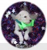 A photo of Sunridge Sweet Dreamz in the Moonlight, a white standard poodle