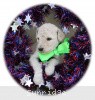 A photo of Sunridge Sweet Dreamz in the Moonlight, a white standard poodle