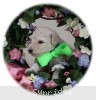 A photo of Sunridge Sweet Dreamz in the Moonlight, a white standard poodle