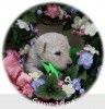 A photo of Sunridge Sweet Dreamz in the Moonlight, a white standard poodle