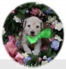 A photo of Sunridge Sweet Dreamz in the Moonlight, a white standard poodle