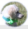 A picture of Sunridge Sweet Dreamz in the Moonlight, a white standard poodle