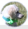 A photo of Sunridge Sweet Dreamz in the Moonlight, a white standard poodle