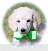 A photo of Sunridge Sweet Dreamz in the Moonlight, a white standard poodle