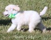 A photo of Sunridge Sweet Dreamz in the Moonlight, a white standard poodle