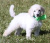 A photo of Sunridge Sweet Dreamz in the Moonlight, a white standard poodle