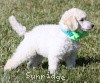 A photo of Sunridge Sweet Dreamz in the Moonlight, a white standard poodle