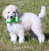 A photo of Sunridge Sweet Dreamz in the Moonlight, a white standard poodle