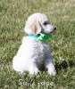 A photo of Sunridge Sweet Dreamz in the Moonlight, a white standard poodle