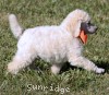 A photo of Masdo's Victor, a white standard poodle