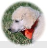 A photo of Masdo's Victor, a white standard poodle