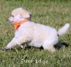 A photo of Masdo's Victor, a white standard poodle