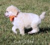 A photo of Masdo's Victor, a white standard poodle