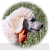 A photo of Masdo's Victor, a white standard poodle