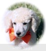 A photo of Masdo's Victor, a white standard poodle