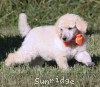 A photo of Masdo's Victor, a white standard poodle