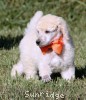 A photo of Masdo's Victor, a white standard poodle