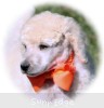 A photo of Masdo's Victor, a white standard poodle