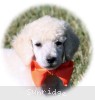 A photo of Masdo's Victor, a white standard poodle