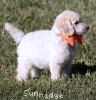 A photo of Masdo's Victor, a white standard poodle