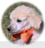 A photo of Masdo's Victor, a white standard poodle
