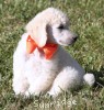 A photo of Masdo's Victor, a white standard poodle