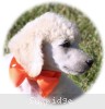 A photo of Masdo's Victor, a white standard poodle