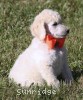 A photo of Masdo's Victor, a white standard poodle