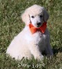 A photo of Masdo's Victor, a white standard poodle