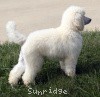 A photo of Prairieland Rock Me Babe, a white standard poodle