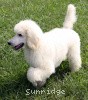 A photo of Prairieland Rock Me Babe, a white standard poodle