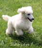 A photo of Prairieland Rock Me Babe, a white standard poodle