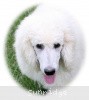 A photo of Prairieland Rock Me Babe, a white standard poodle