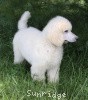 A photo of Prairieland Rock Me Babe, a white standard poodle