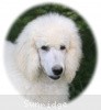 A photo of Prairieland Rock Me Babe, a white standard poodle