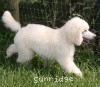 A photo of Prairieland Rock Me Babe, a white standard poodle