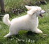 A photo of Prairieland Rock Me Babe, a white standard poodle