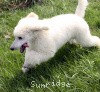 A photo of Prairieland Rock Me Babe, a white standard poodle