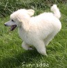 A photo of Prairieland Rock Me Babe, a white standard poodle