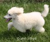 A photo of Prairieland Rock Me Babe, a white standard poodle